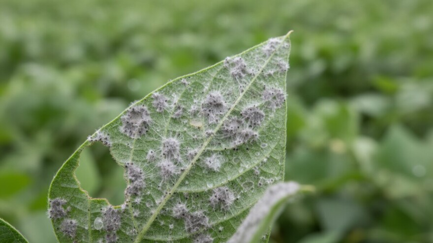 Obavijest proizvođačima graha
