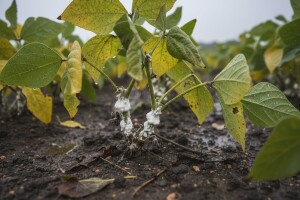 Obavijest proizvođačima graha