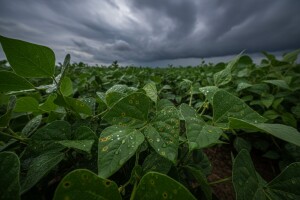 Obavijest proizvođačima graha!