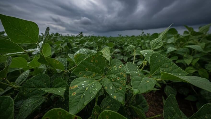 Obavijest proizvođačima graha!