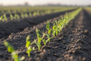 Obavijest proizvođačima graha i graška