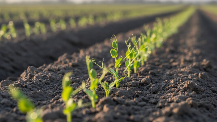 Obavijest proizvođačima graha i graška