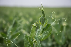 Obavijest proizvođačima graška