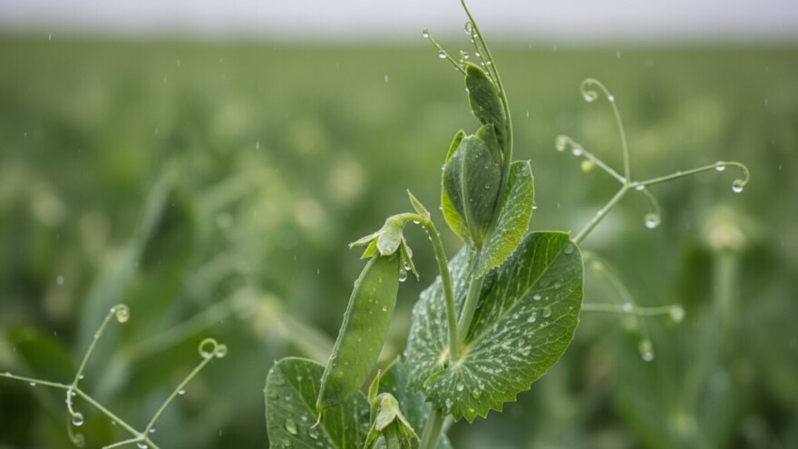 Obavijest proizvođačima graška