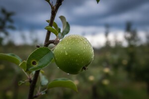 Obavijest proizvođačima jabuka!