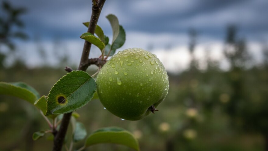 Obavijest proizvođačima jabuka!