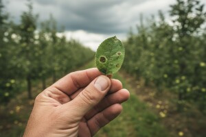 Obavijest proizvođačima jabuka!