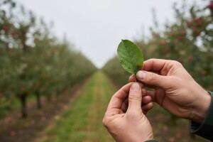 Obavijest proizvođačima jabuka!