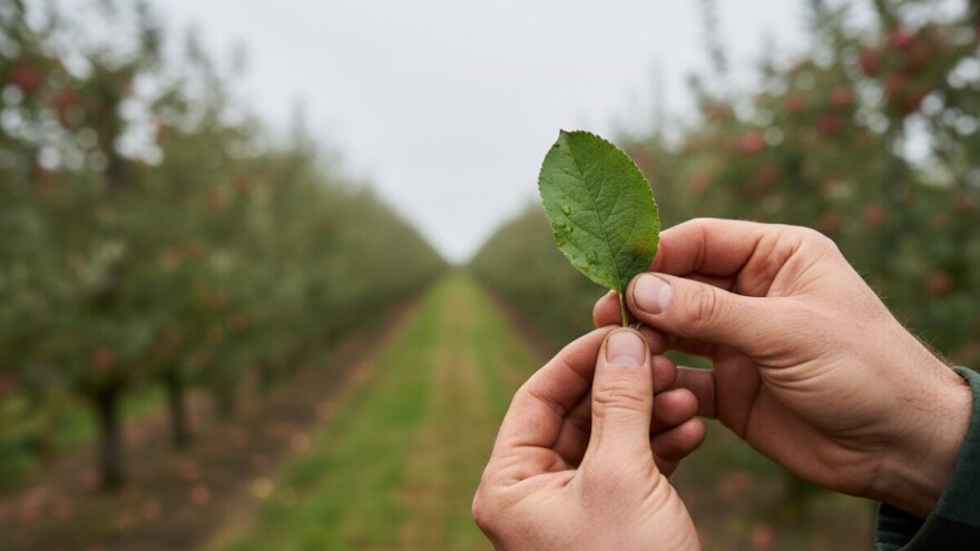 Obavijest proizvođačima jabuka!