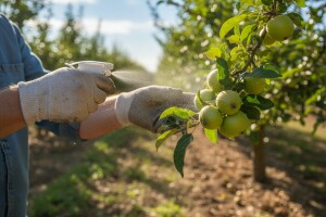 Obavijest proizvođačima jabuka