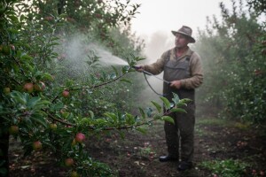 Obavijest proizvođačima jabuka