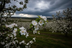 Obavijest proizvođačima jabuka!