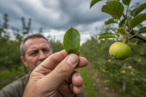 Obavijest proizvođačima jabuka!
