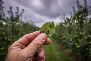 Obavijest proizvođačima jabuka!