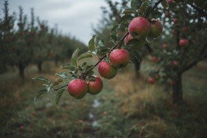 Obavijest proizvođačima jabuka!