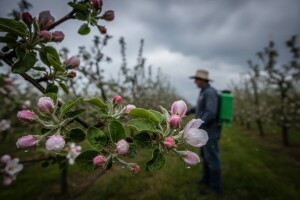 Obavijest proizvođačima jabuka i krušaka!