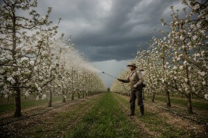 Obavijest proizvođačima jabuke!