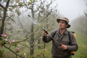 Obavijest proizvođačima jabuke!