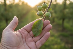 Obavijest proizvođačima jabuke i kruške!
