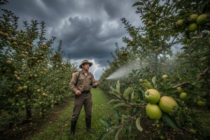 Obavijest proizvođačima jabuke i kruške!
