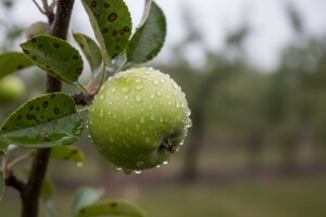 Obavijest proizvođačima jabuke i kruške