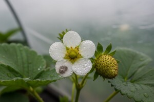 Obavijest proizvođačima jagoda!