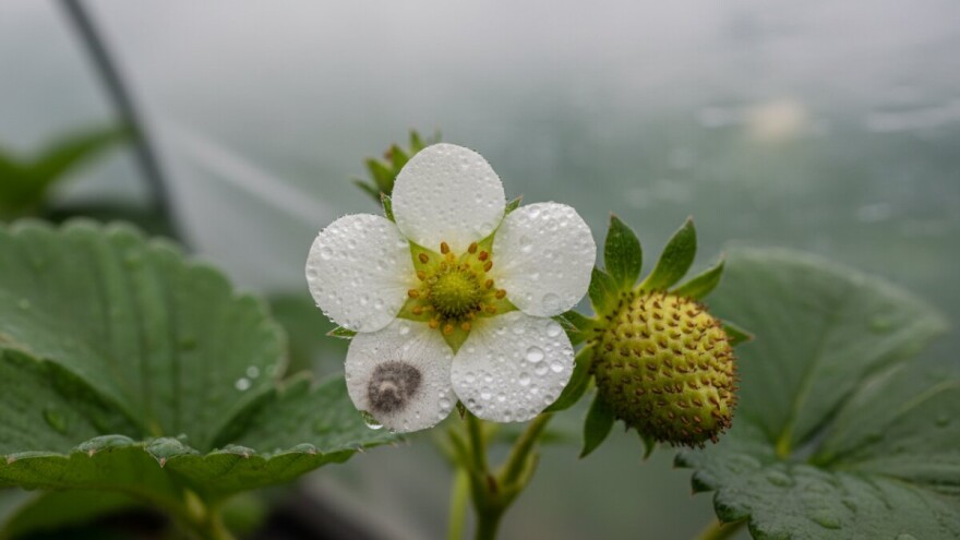 Obavijest proizvođačima jagoda!