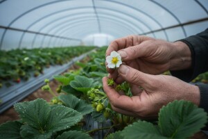 Obavijest proizvođačima jagoda!