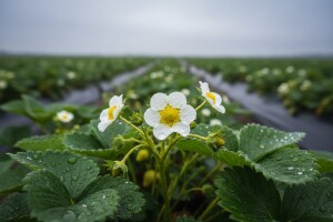 Obavijest proizvođačima jagoda!