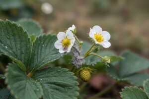 Obavijest proizvođačima jagode