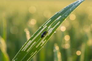 Obavijest proizvođačima jare zobi