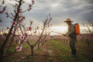 Obavijest proizvođačima koštičavog voća
