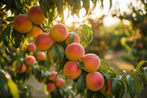 Obavijest proizvođačima koštičavog voća!