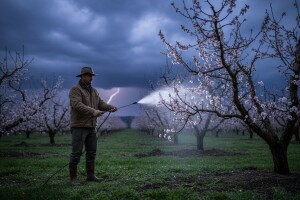 Obavijest proizvođačima koštićavog voća!