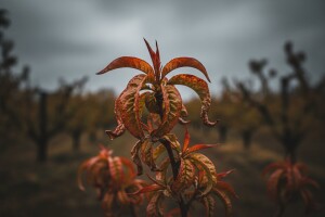 Obavijest proizvođačima koštičavog voća