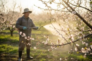Obavijest proizvođačima koštićavog voća