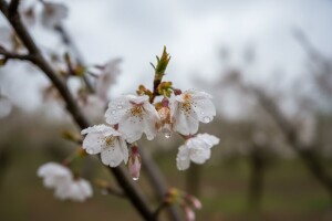 Obavijest proizvođačima koštićavog voća!