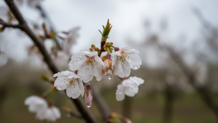 Obavijest proizvođačima koštićavog voća!