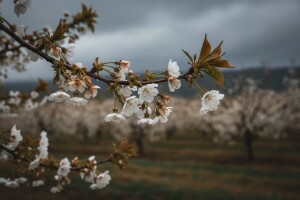 Obavijest proizvođačima koštičavog voća!