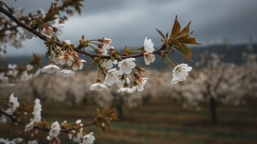 Obavijest proizvođačima koštičavog voća!