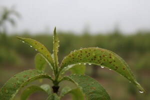 Obavijest  proizvođačima koštićavog voća!