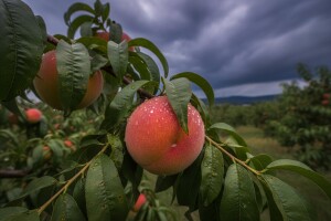 Obavijest proizvođačima koštićavog voća!