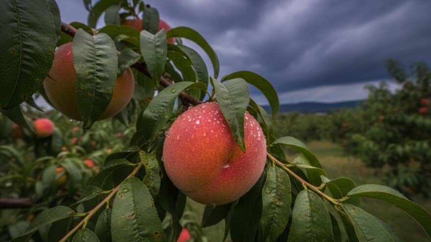 Obavijest proizvođačima koštićavog voća!