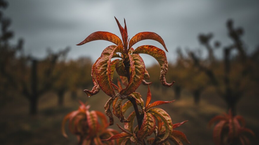 Obavijest proizvođačima koštičavog voća