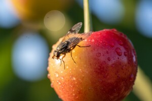 Obavijest proizvođačima koštičavog voća!