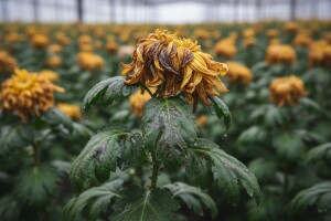 Obavijest proizvođačima krizantema