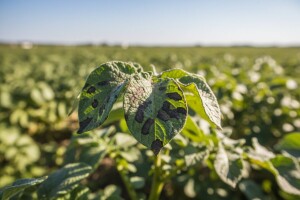 Obavijest proizvođačima krumpira!