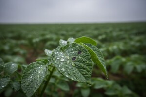 Obavijest proizvođačima krumpira