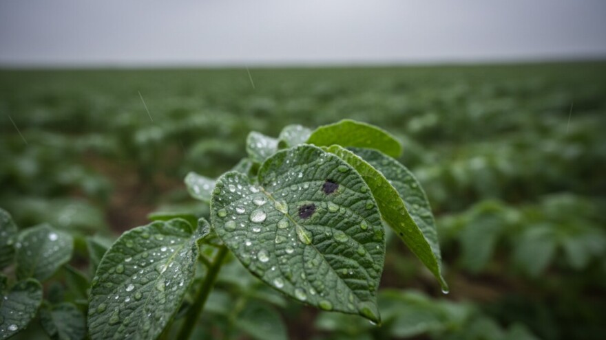 Obavijest proizvođačima krumpira