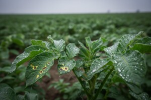 Obavijest proizvođačima krumpira